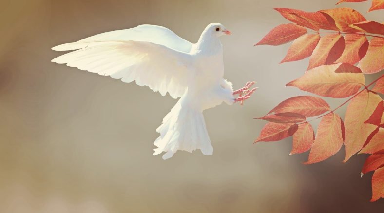 jumelles pour l'observation des oiseaux
